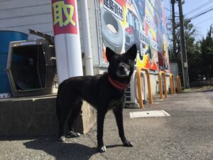 隣りのOSTオートさんの愛犬 GAGA君