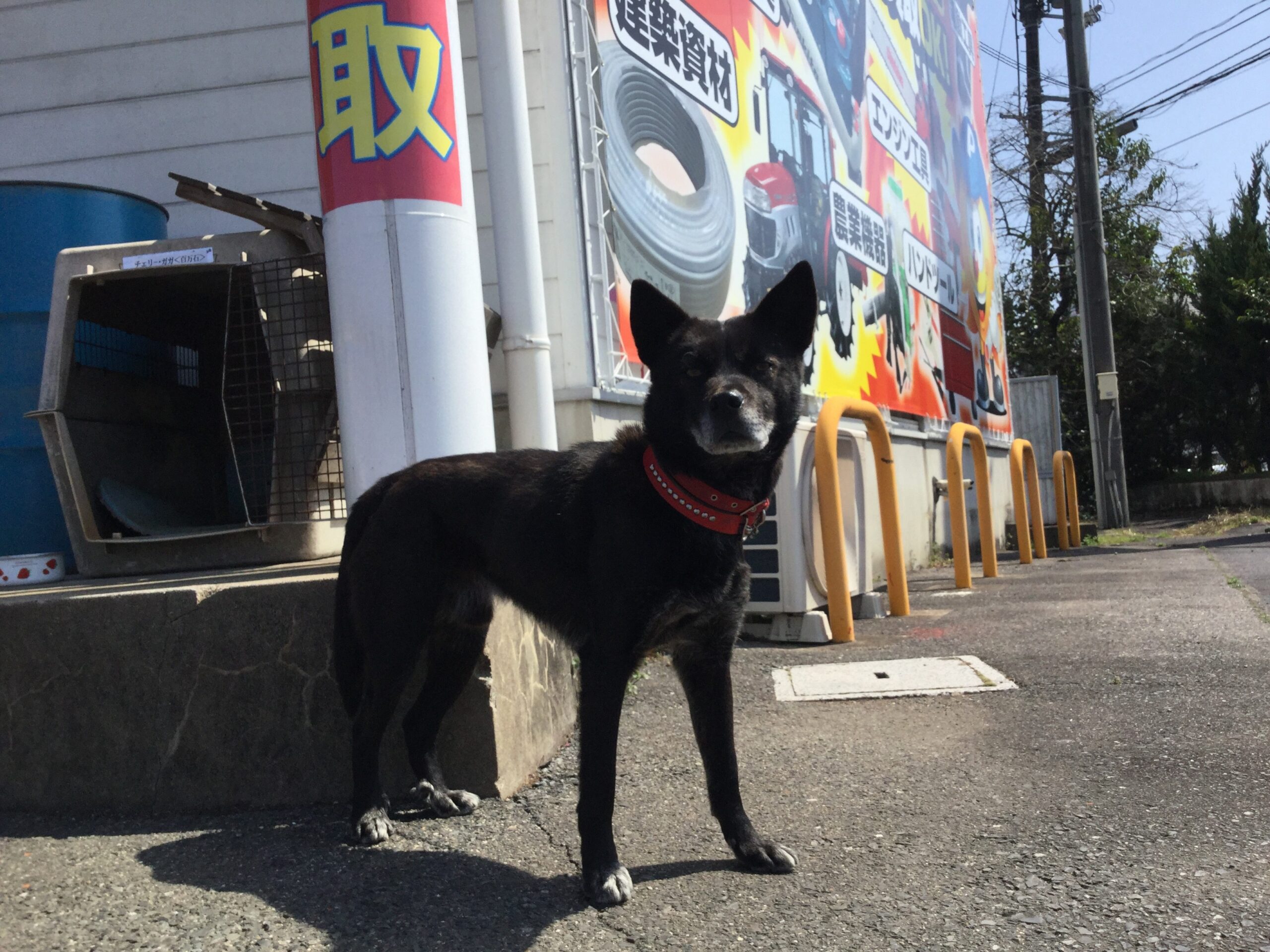 隣りのOSTオートさんの愛犬 GAGA君